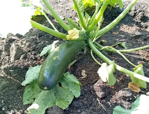 Primera cosecha de nuestro huerto urbano