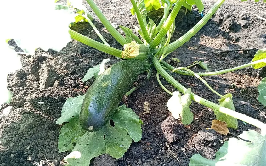 Ya hemos recogido nuestra primera cosecha de nuestro huerto urbano.